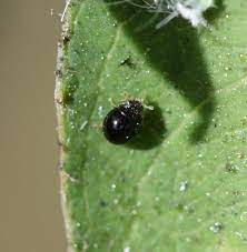 GrowersHouse Delphastus pusillus -  Control Whiteflies