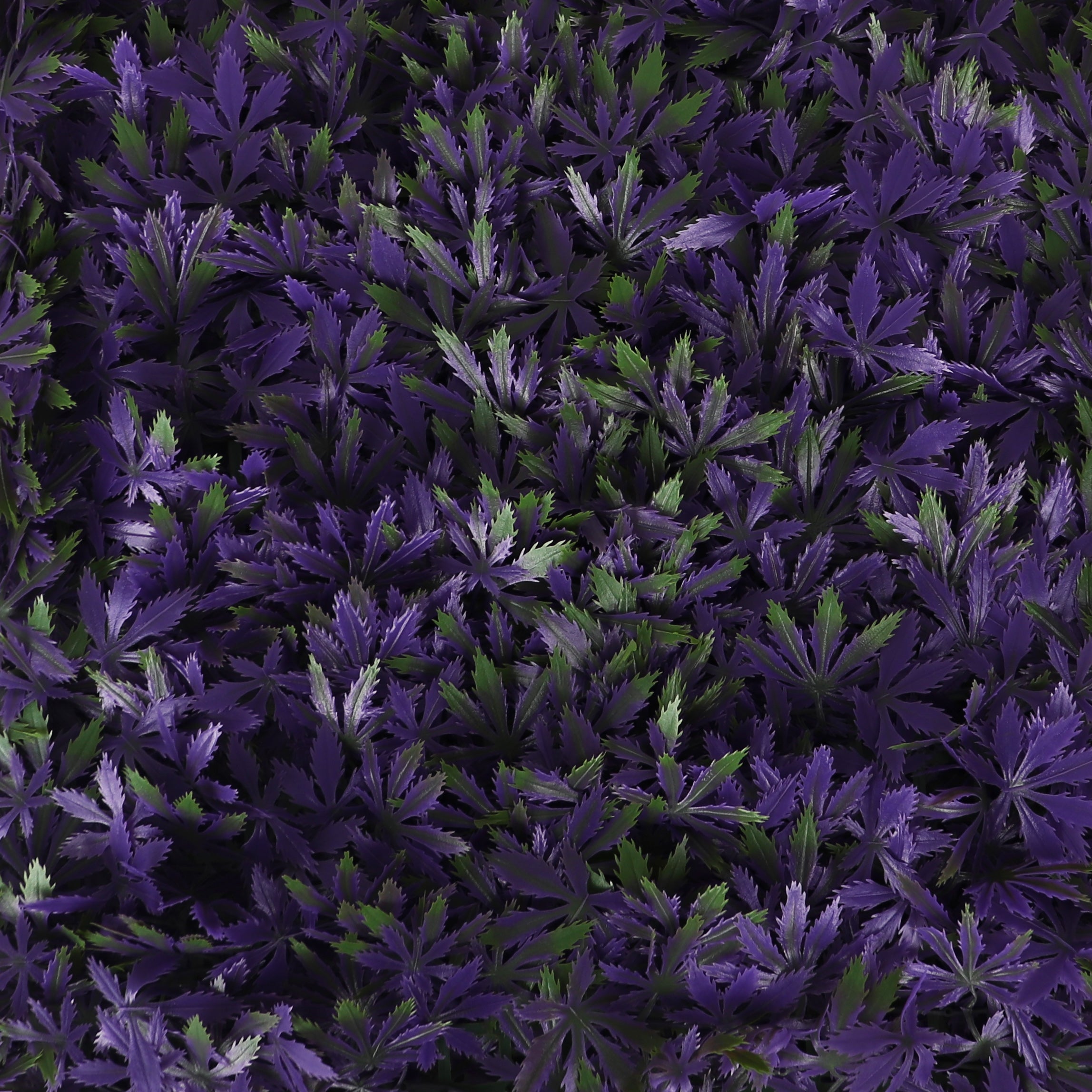 Purple Haze Cannabis Greenery Panel