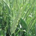 Triticale
