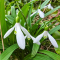 Snowdrops
