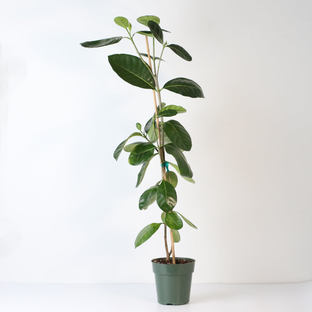 Gardenia Taitensis 'Double' - Double Tahitian Fragrant Flowering Bush Plant