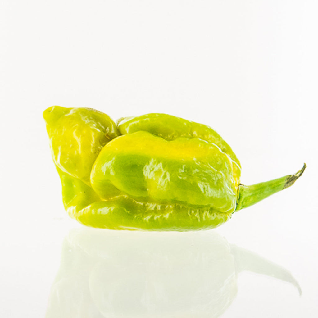 Gator Jigsaw Pepper Seeds