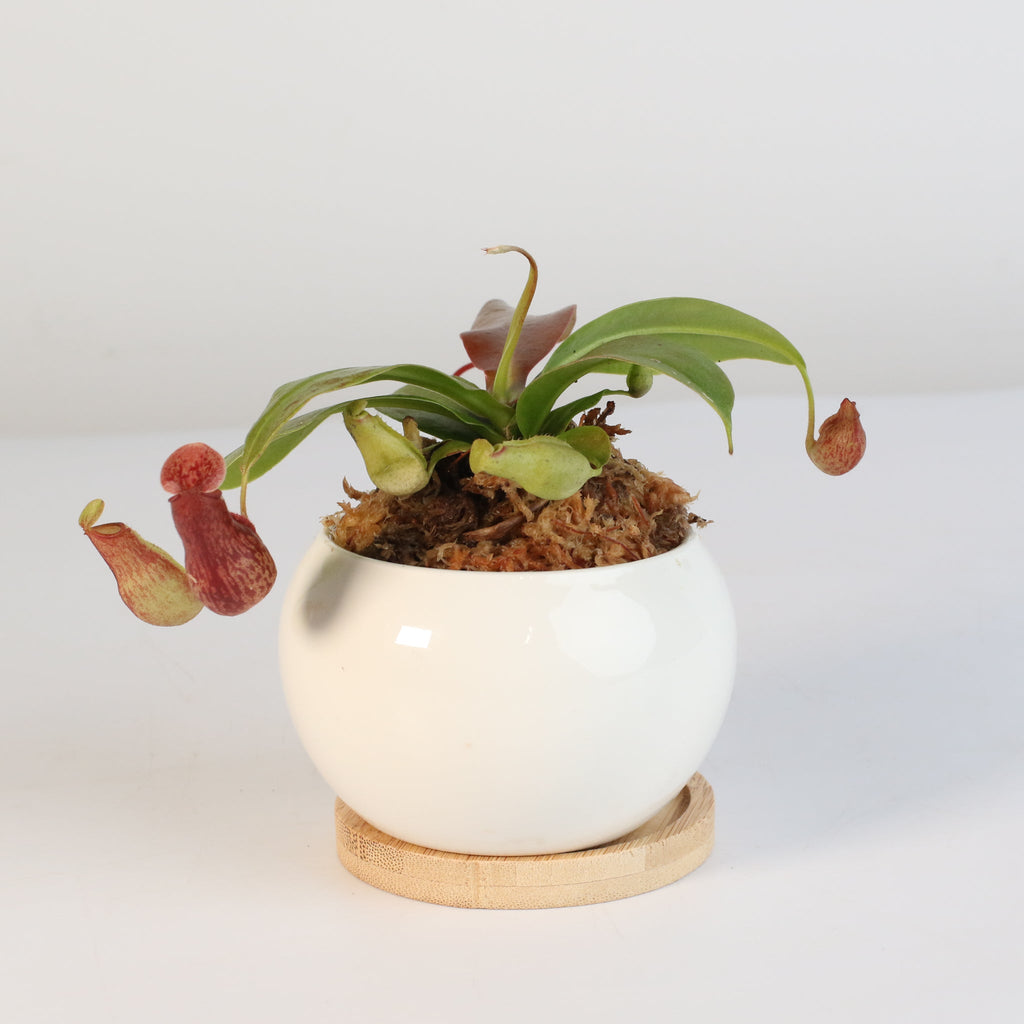 Tropical Pitcher Plant Nepenthes Gaya Carnivorous