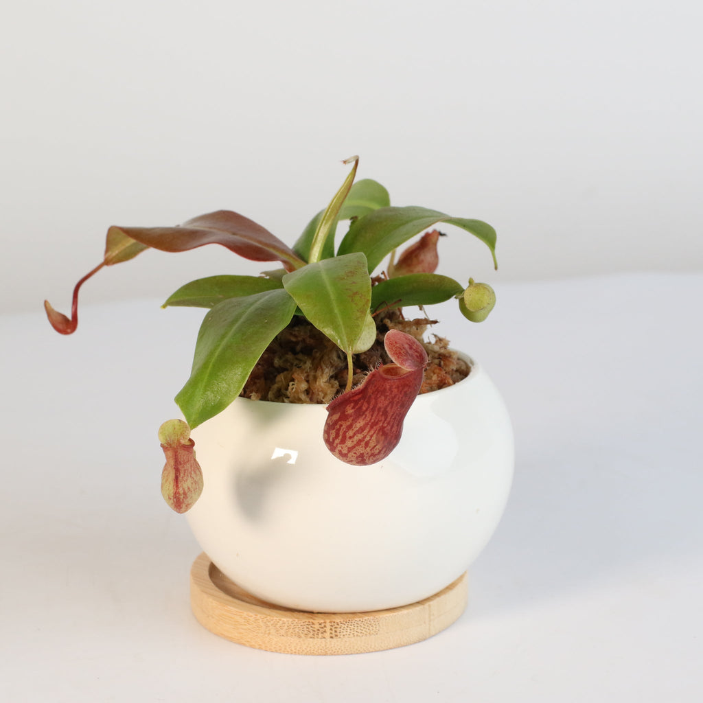 Tropical Pitcher Plant Nepenthes Gaya Carnivorous