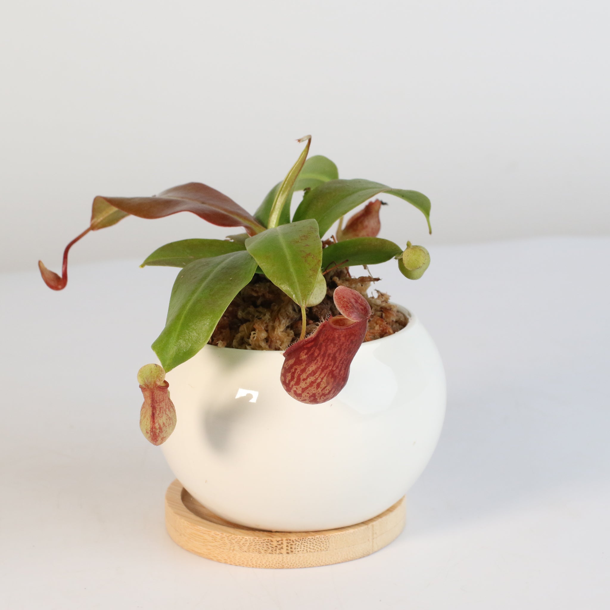 Tropical Pitcher Plant Nepenthes Gaya Carnivorous