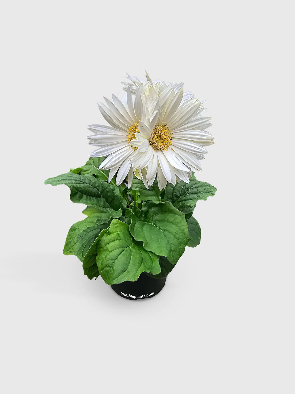 Gerbera Daisy Flower