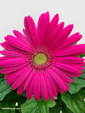 Gerbera Daisy Flower
