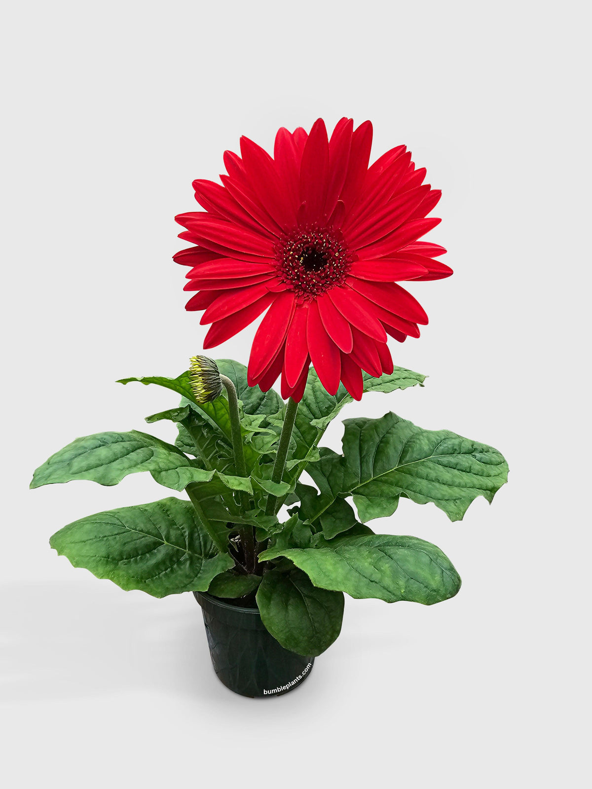 Gerbera Daisy Flower