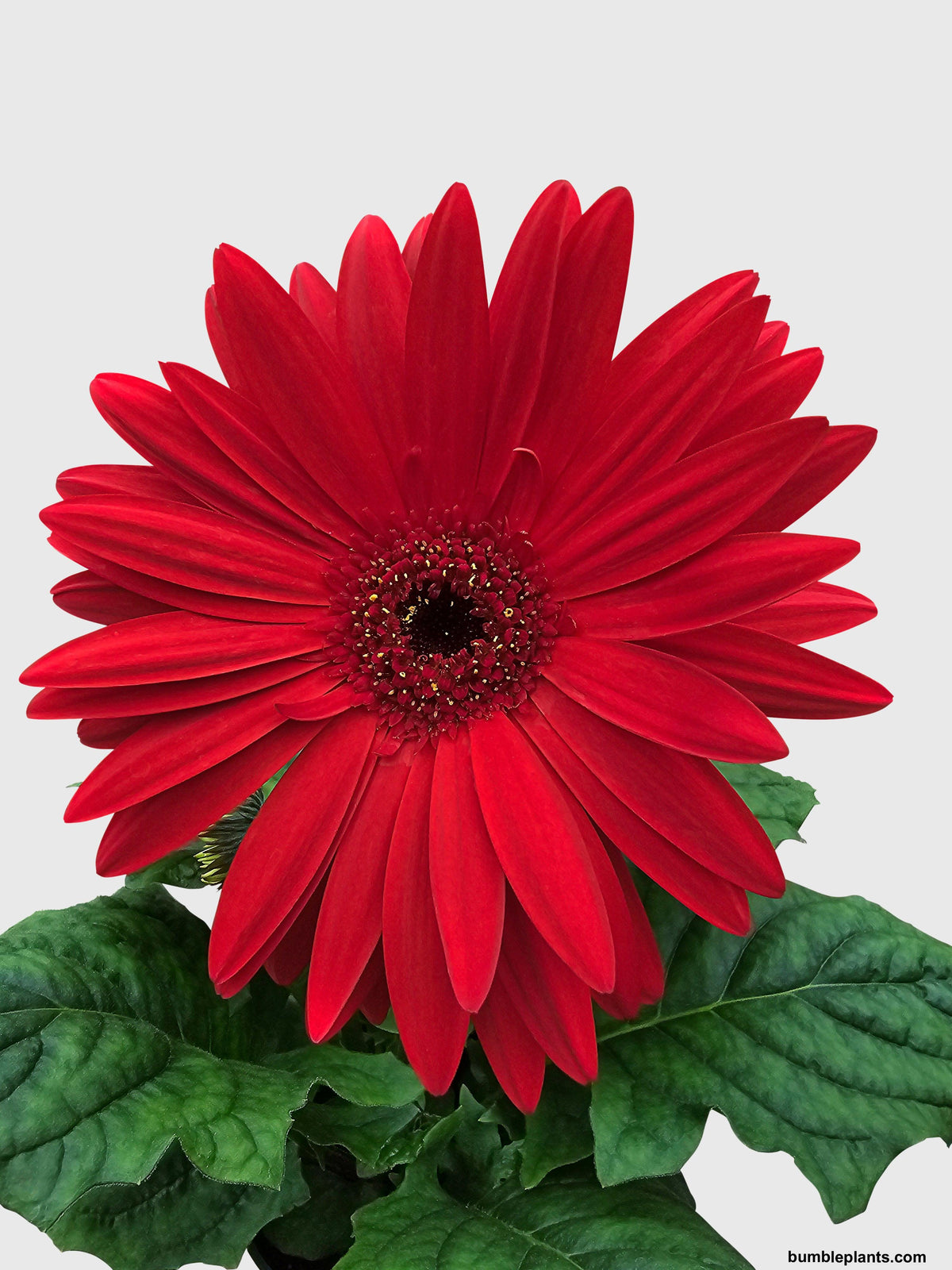 Gerbera Daisy Flower