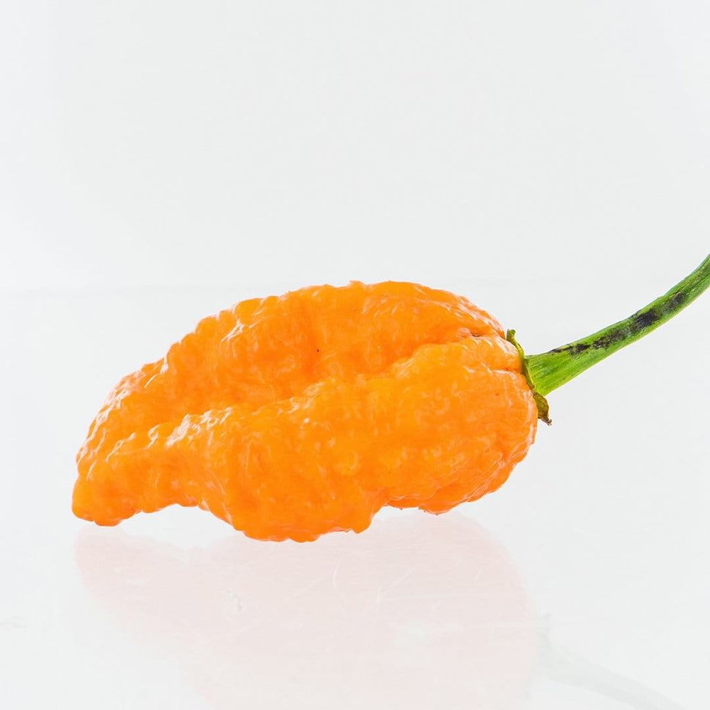 Ghorpion Peach Pepper Seeds