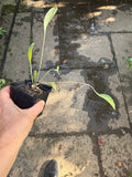 Giant Coneflower Live Plant – Rudbeckia maxima – Native Tall Pollinator Perennial