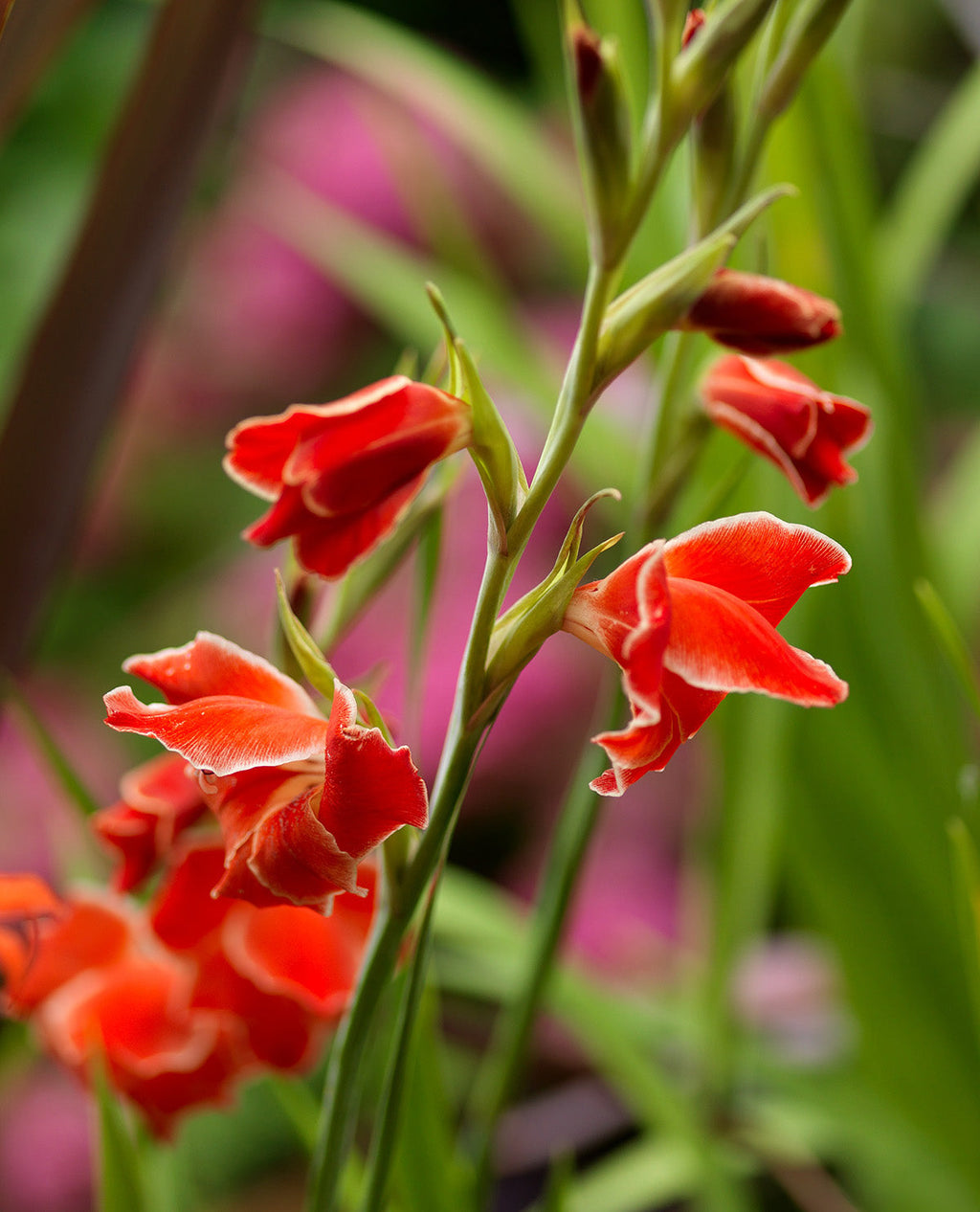 Atom Hardy Gladiolus - 5 bulbs