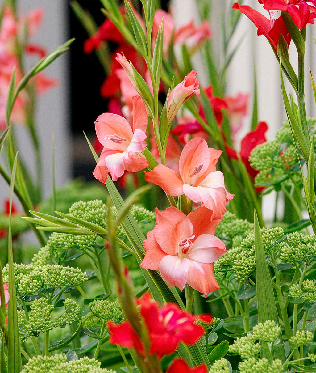 Charming Beauty Hardy Gladiolus - 5 bulbs