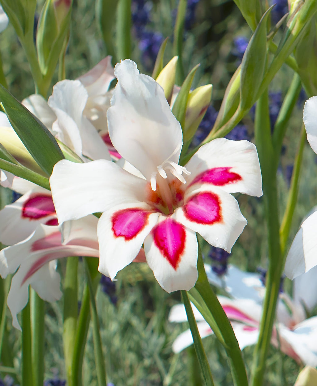 Prins Claus Hardy Gladiolus - 5 bulbs