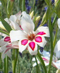 Prins Claus Hardy Gladiolus - 5 bulbs