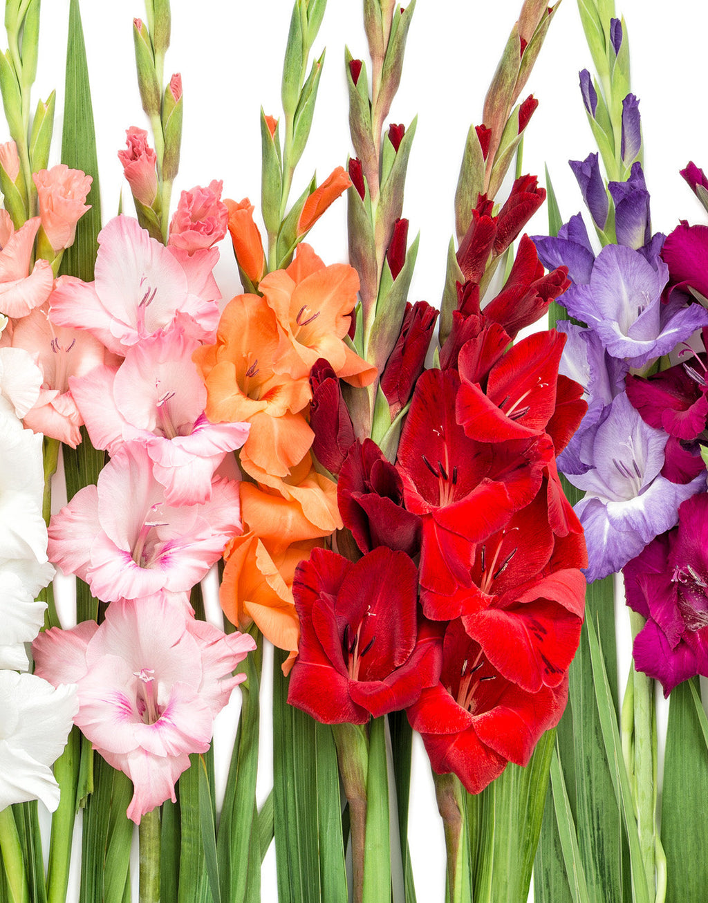 Mixed Gladiolus - 15 bulbs
