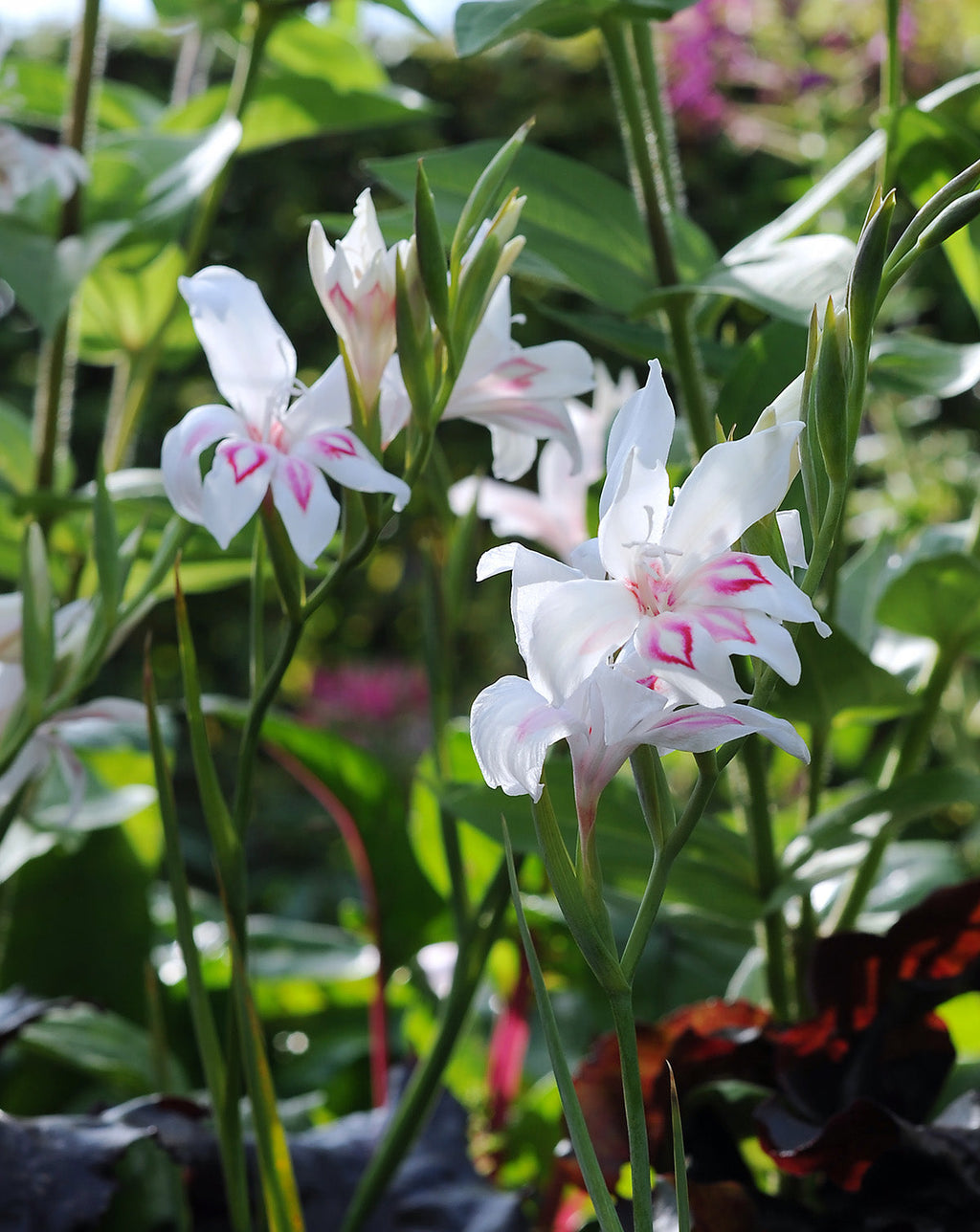 Nymph Hardy Gladiolus - 5 bulbs