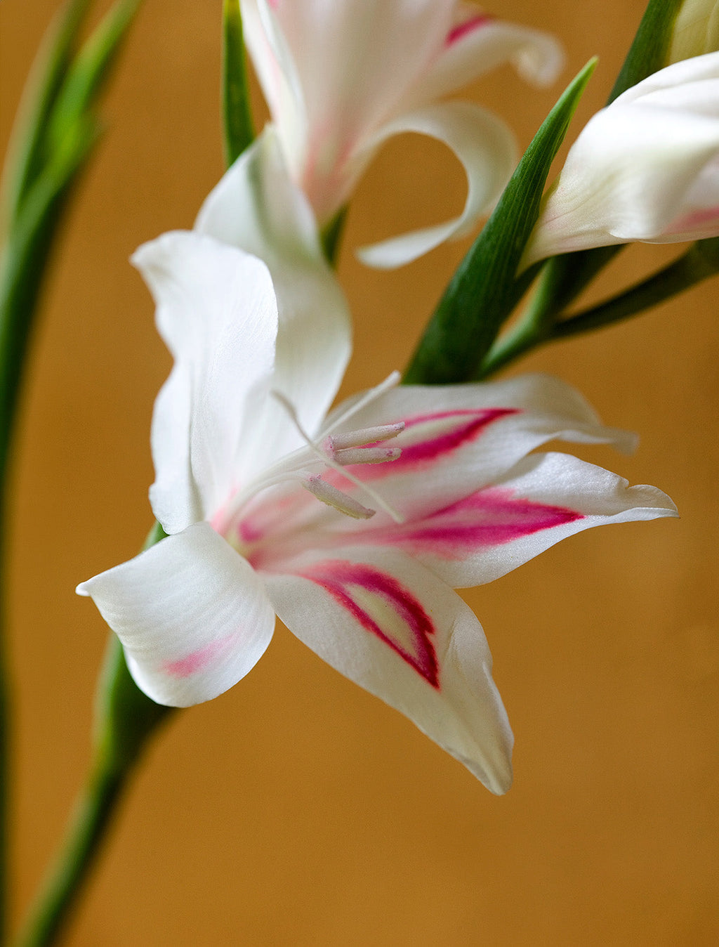 Nymph Hardy Gladiolus - 5 bulbs