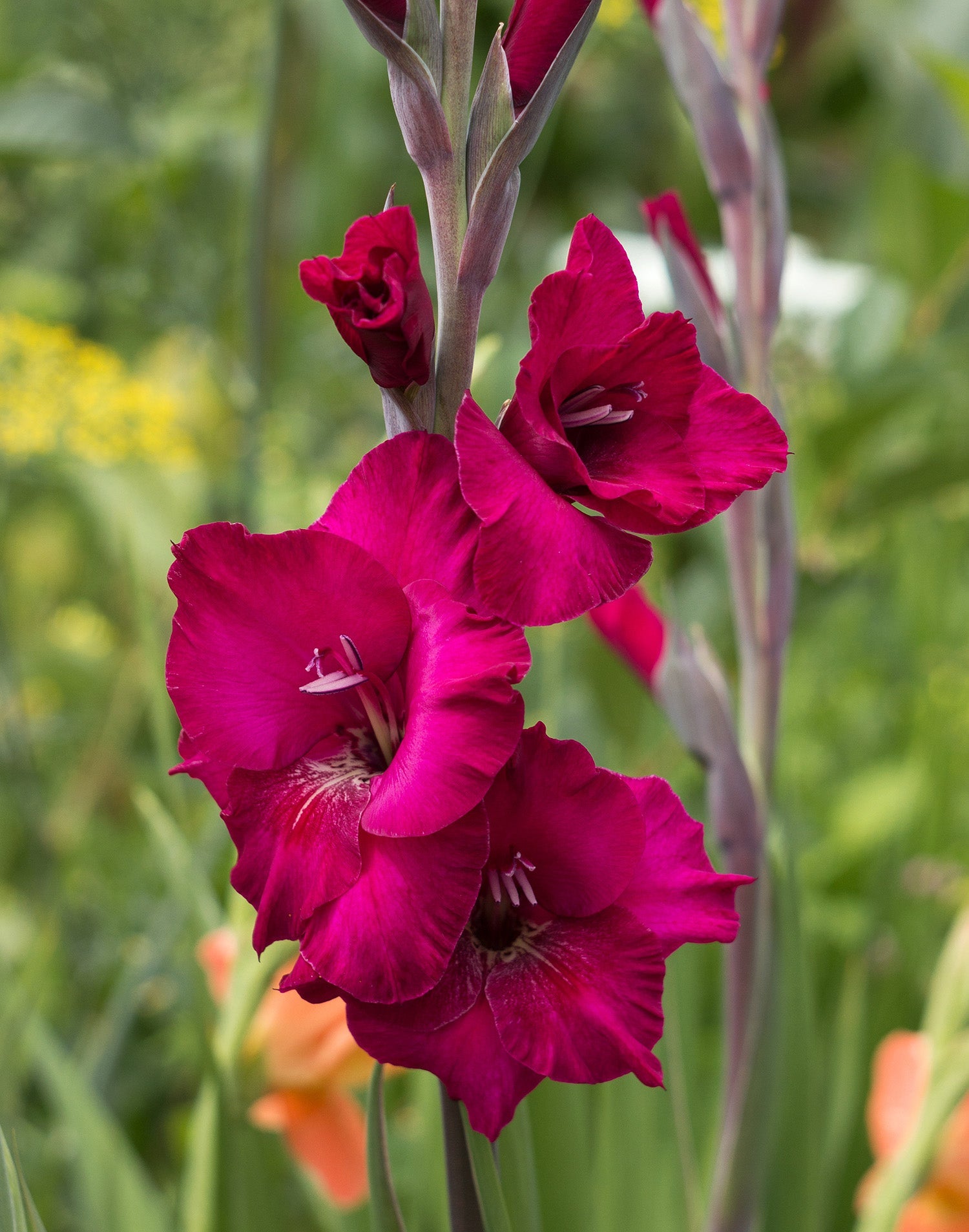 Plum Tart Gladiolus - 5 bulbs