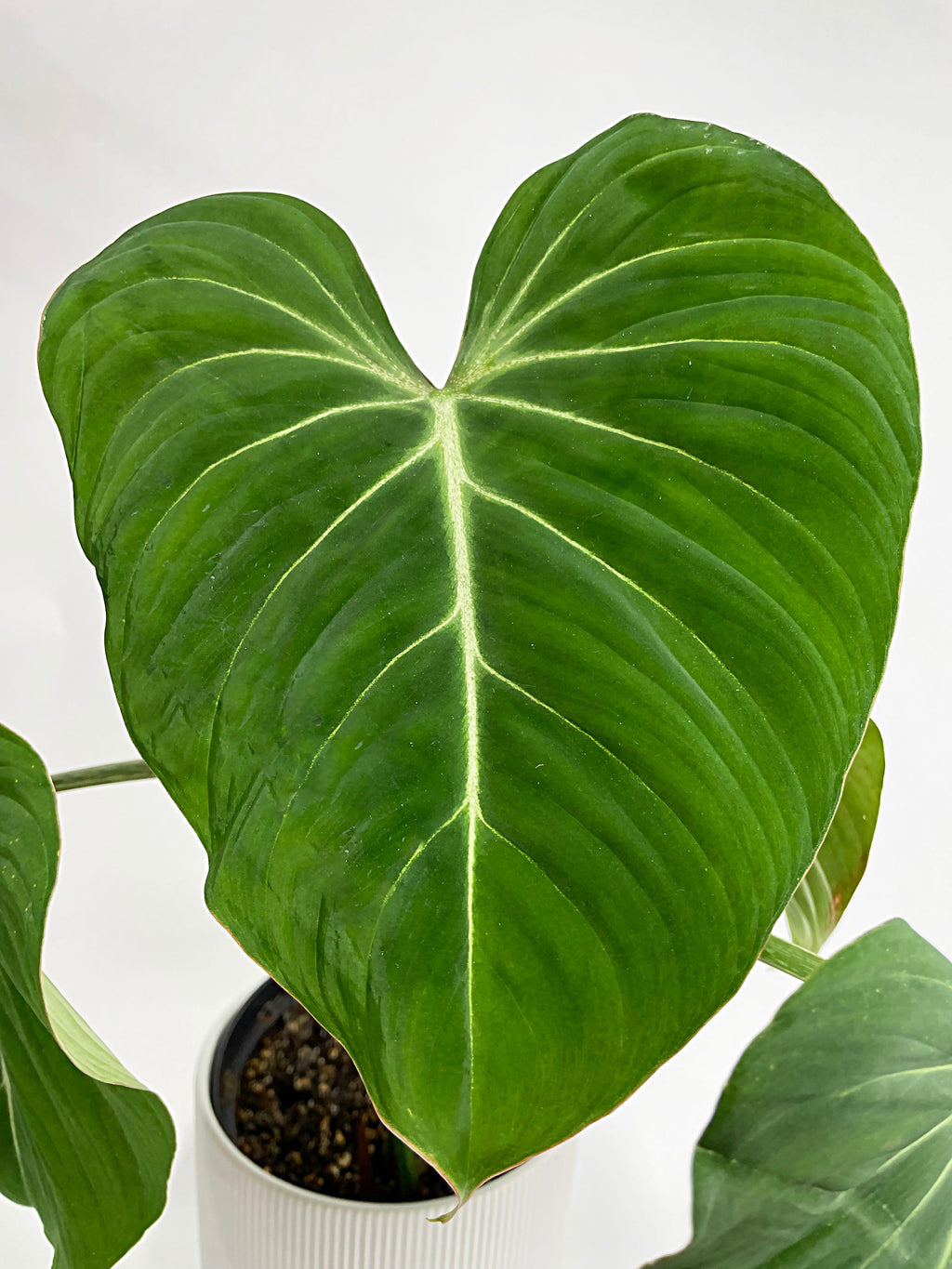 Philodendron Gloriosum