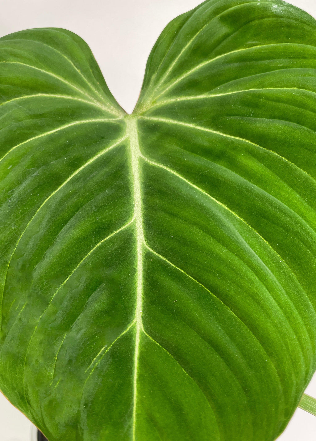 Philodendron Gloriosum