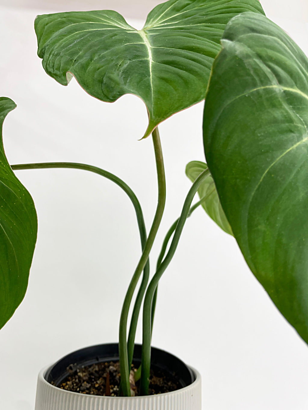 Philodendron Gloriosum