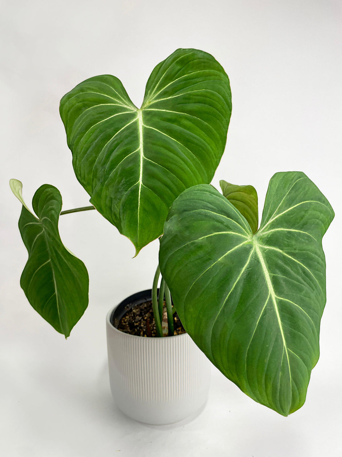 Philodendron Gloriosum