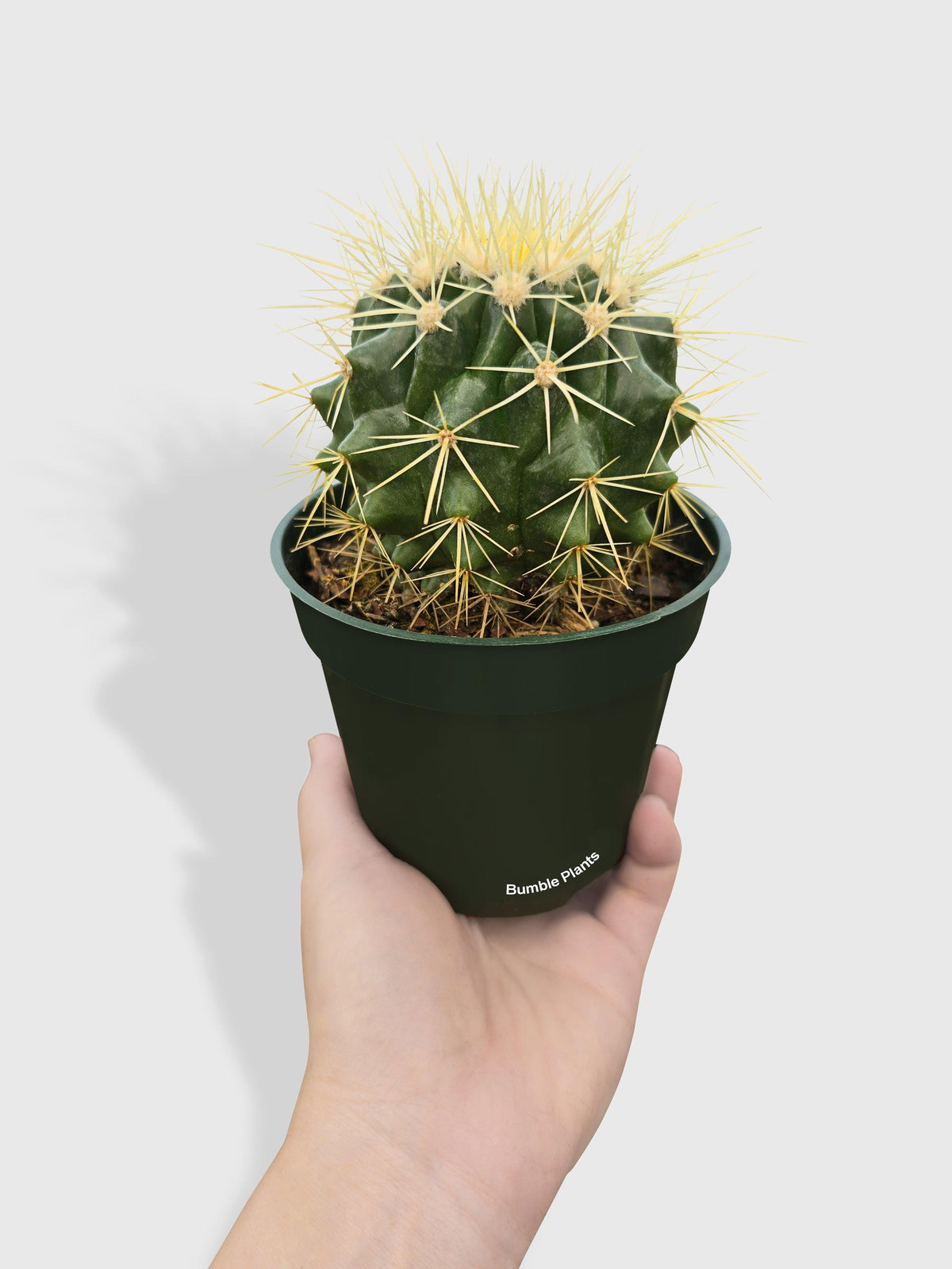 Golden Barrel Cactus 'Echinocactus Grusonii'