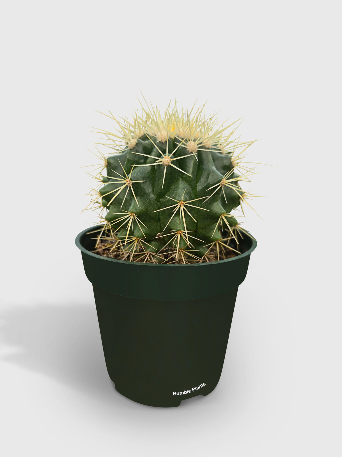 Golden Barrel Cactus 'Echinocactus Grusonii'