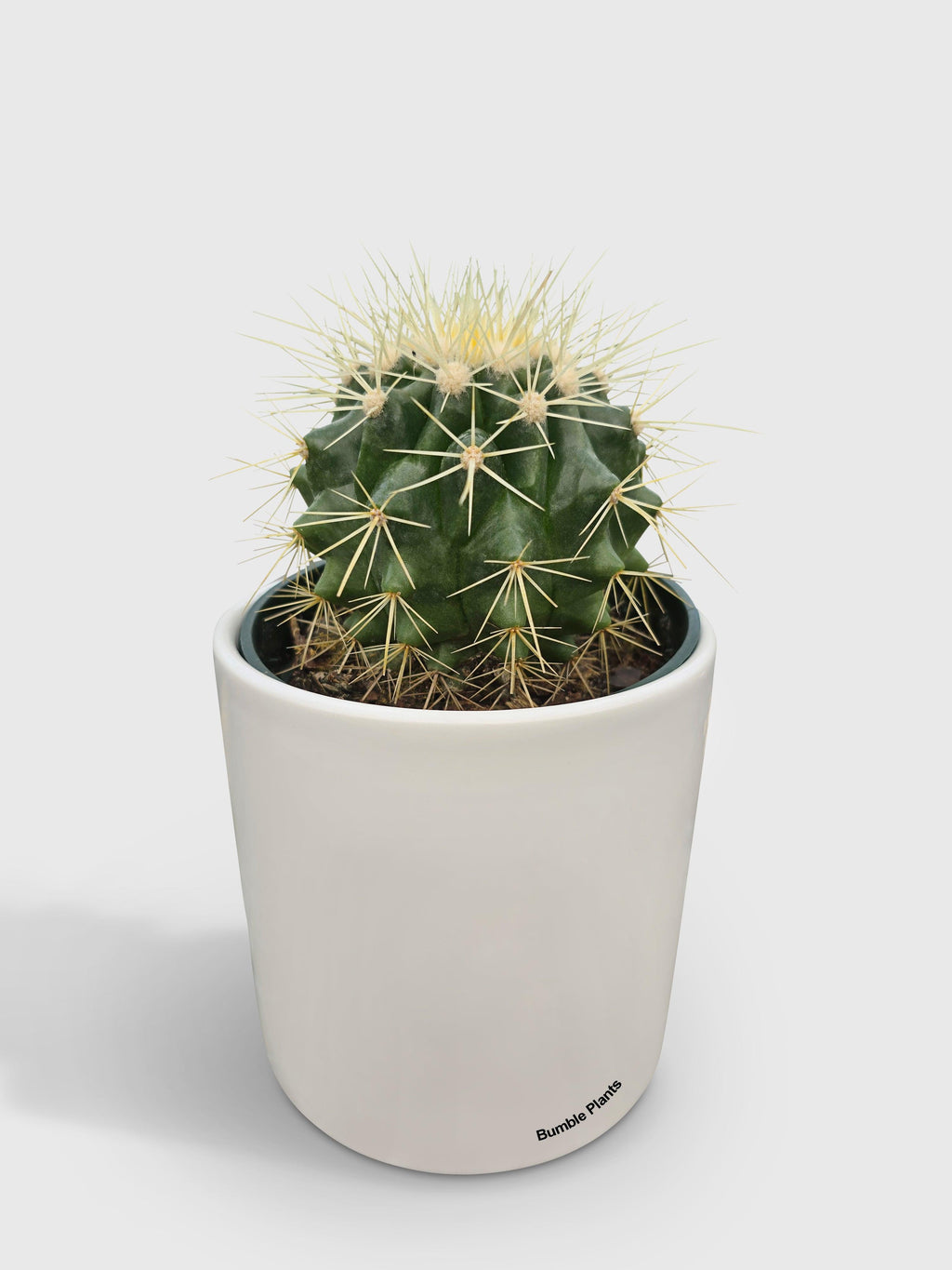 Golden Barrel Cactus 'Echinocactus Grusonii'