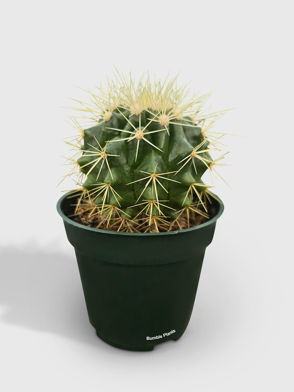 Golden Barrel Cactus 'Echinocactus Grusonii'
