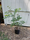 Golden Rain Tree (Koelreuteria paniculata )