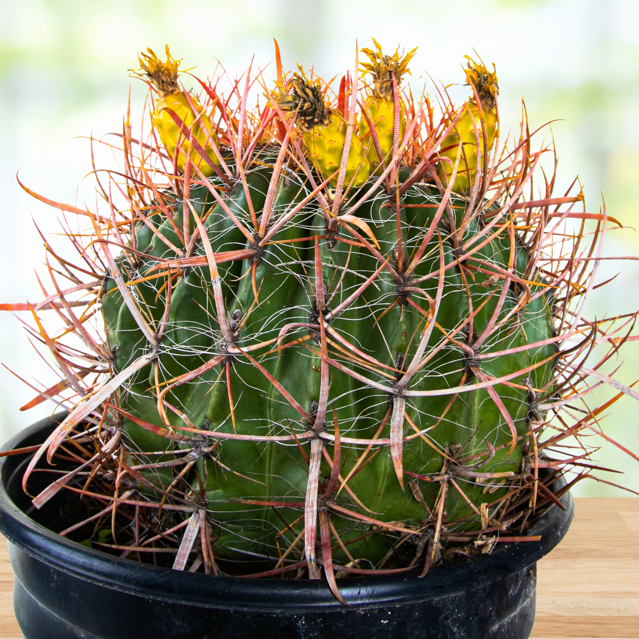 Ferocactus Gracilis