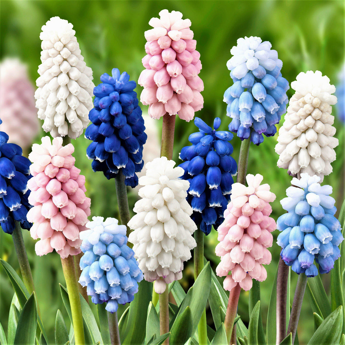 Muscari - Grape Hyacinth Skylight Mix