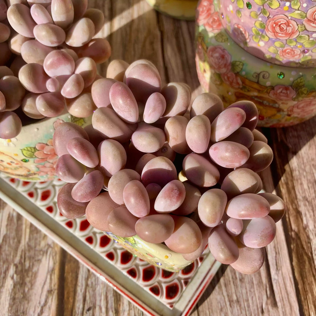 Graptopetalum amethystinum (Rose)Walther