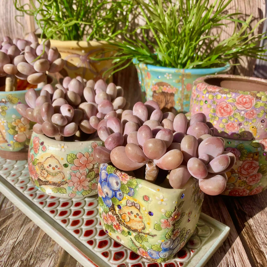 Graptopetalum amethystinum (Rose)Walther