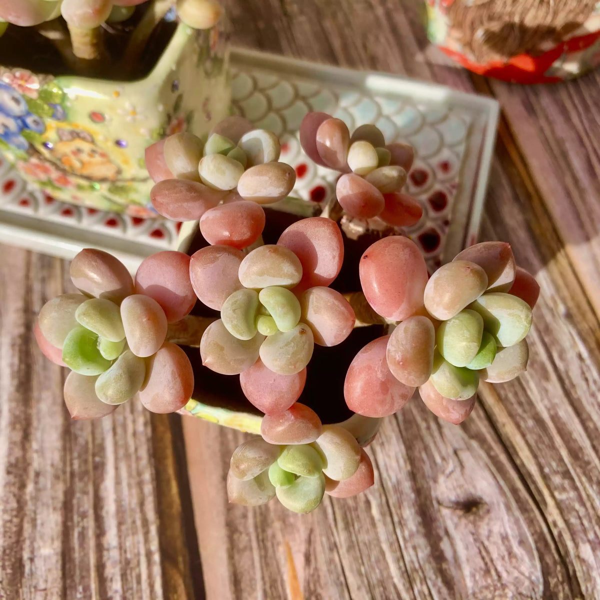 Graptosedum Miul