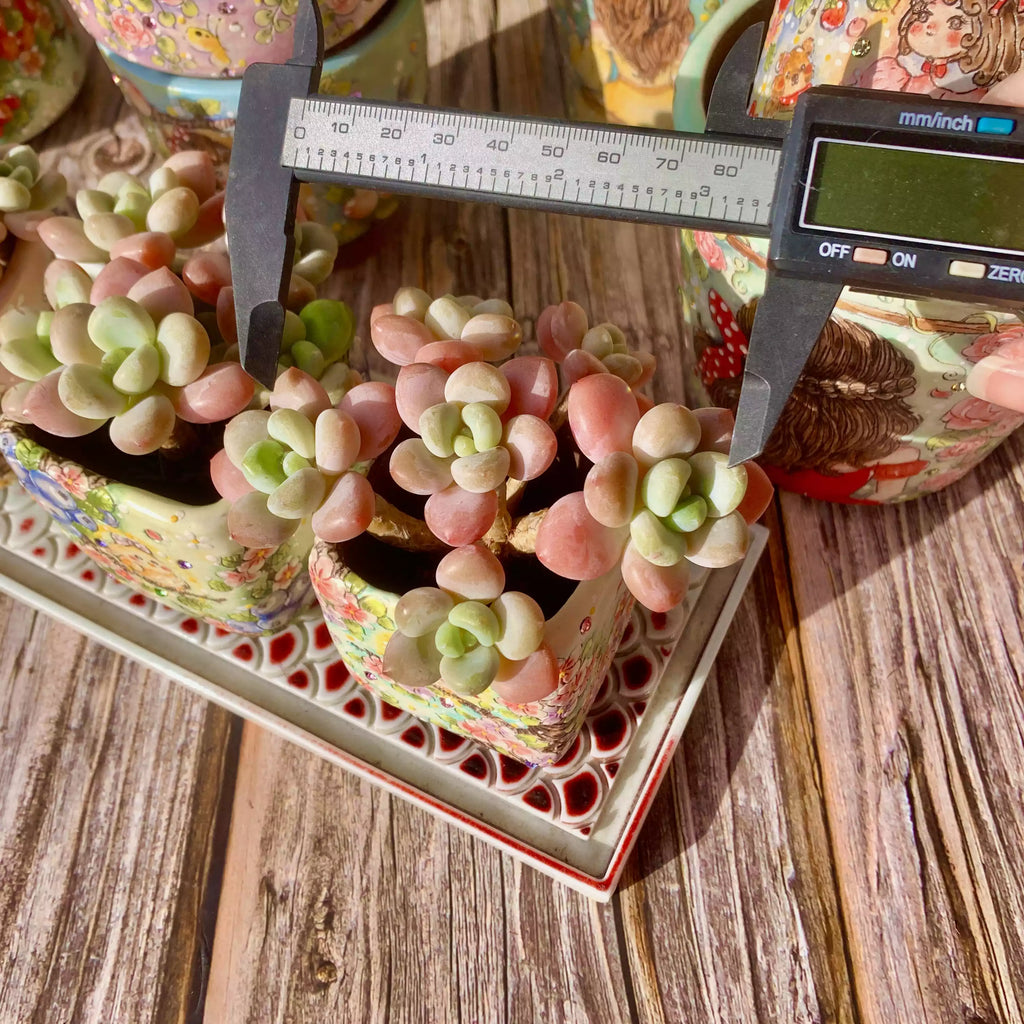 Graptosedum Miul