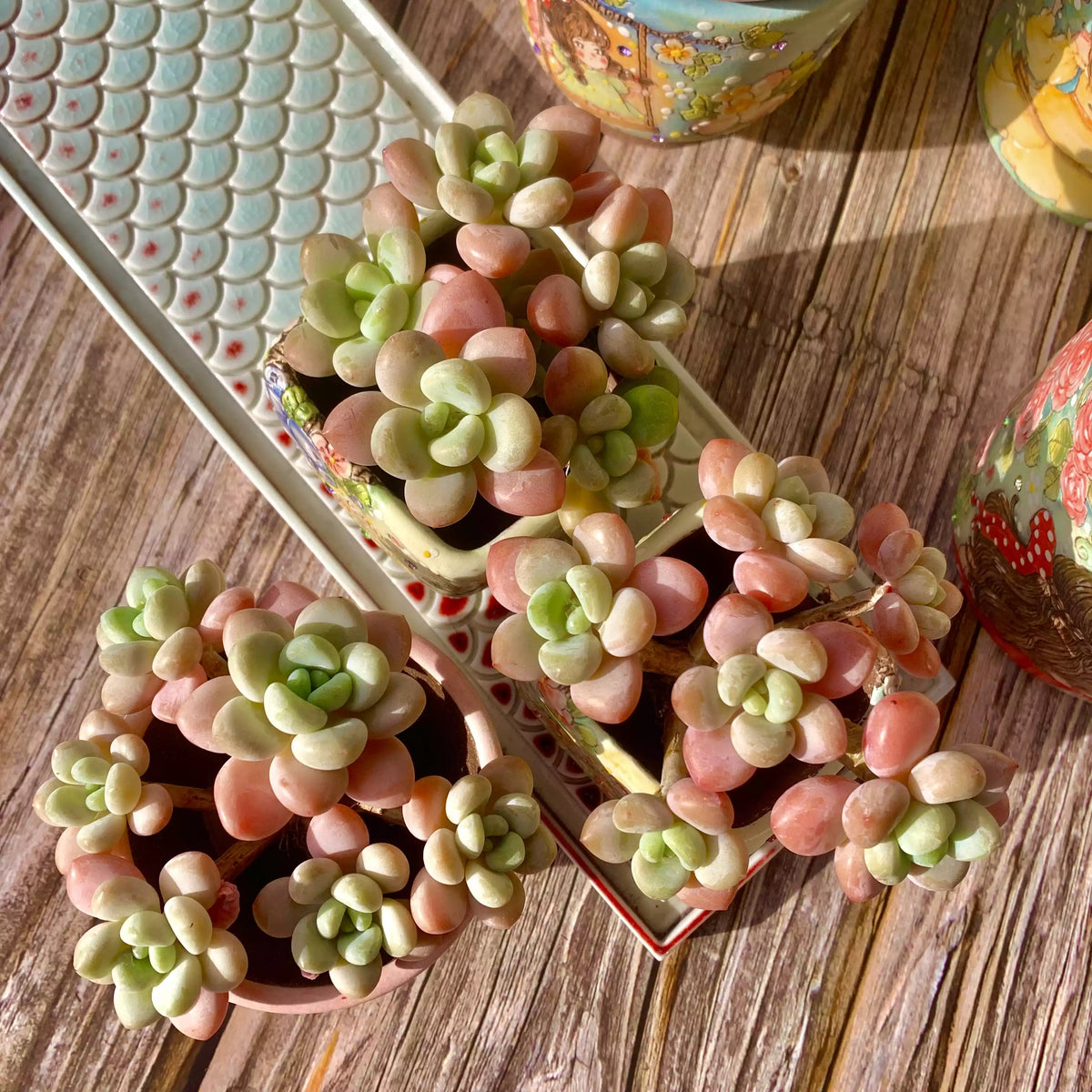 Graptosedum Miul