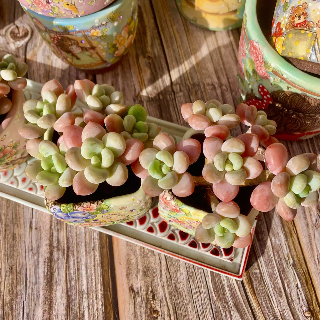 Graptosedum Miul
