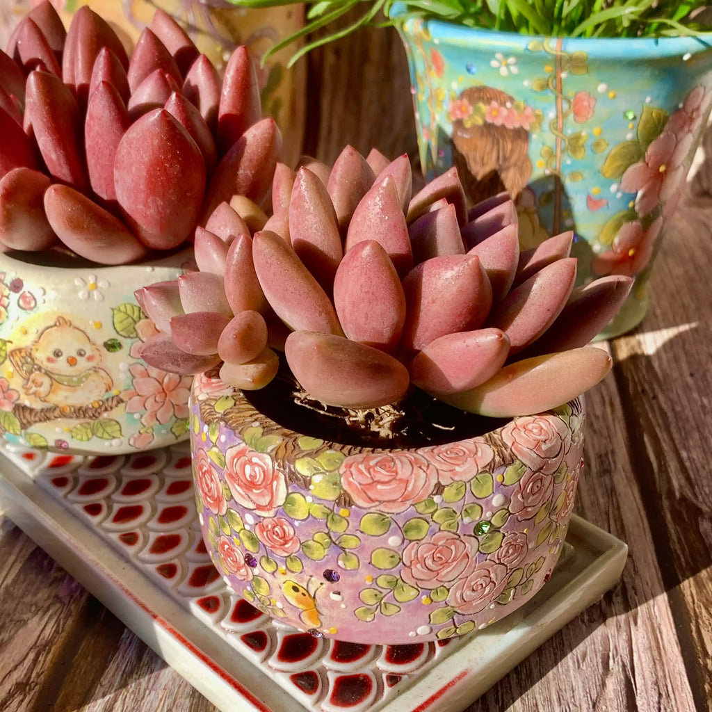 Graptoveria Ruby Donna