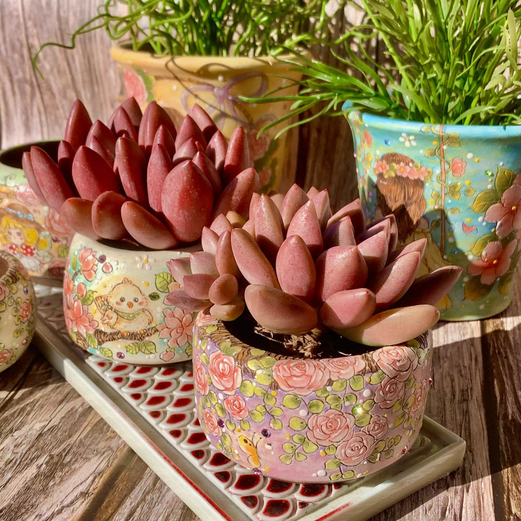 Graptoveria Ruby Donna