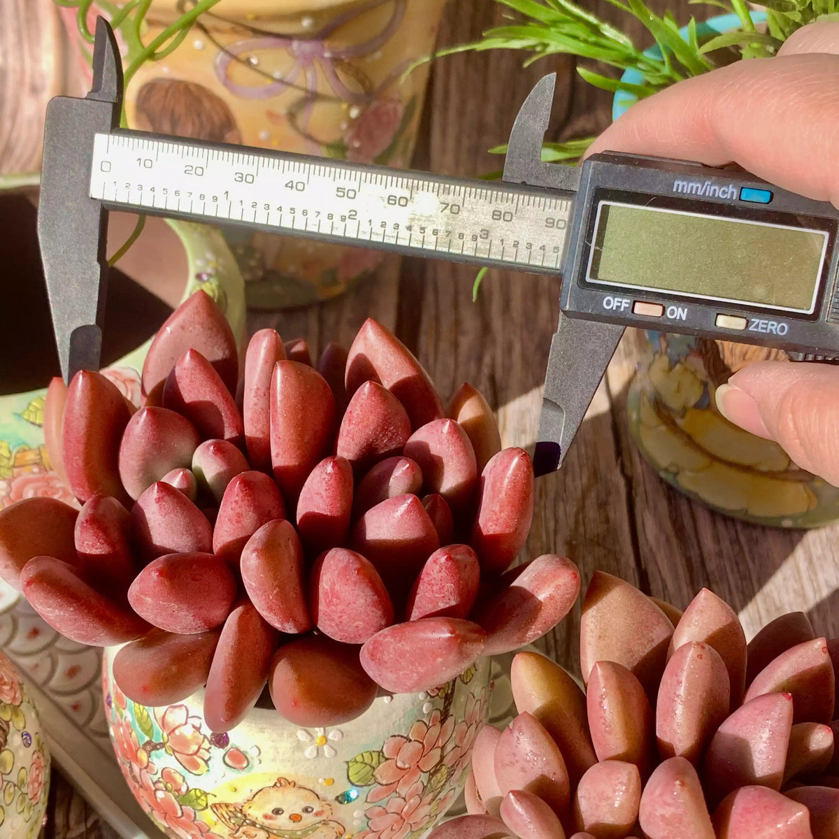 Graptoveria Ruby Donna
