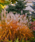 Miscanthus Purpurascens - Flame Grass - 3 bareroot plants
