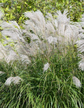 Graziella Maiden Grass - 3 bareroot plants