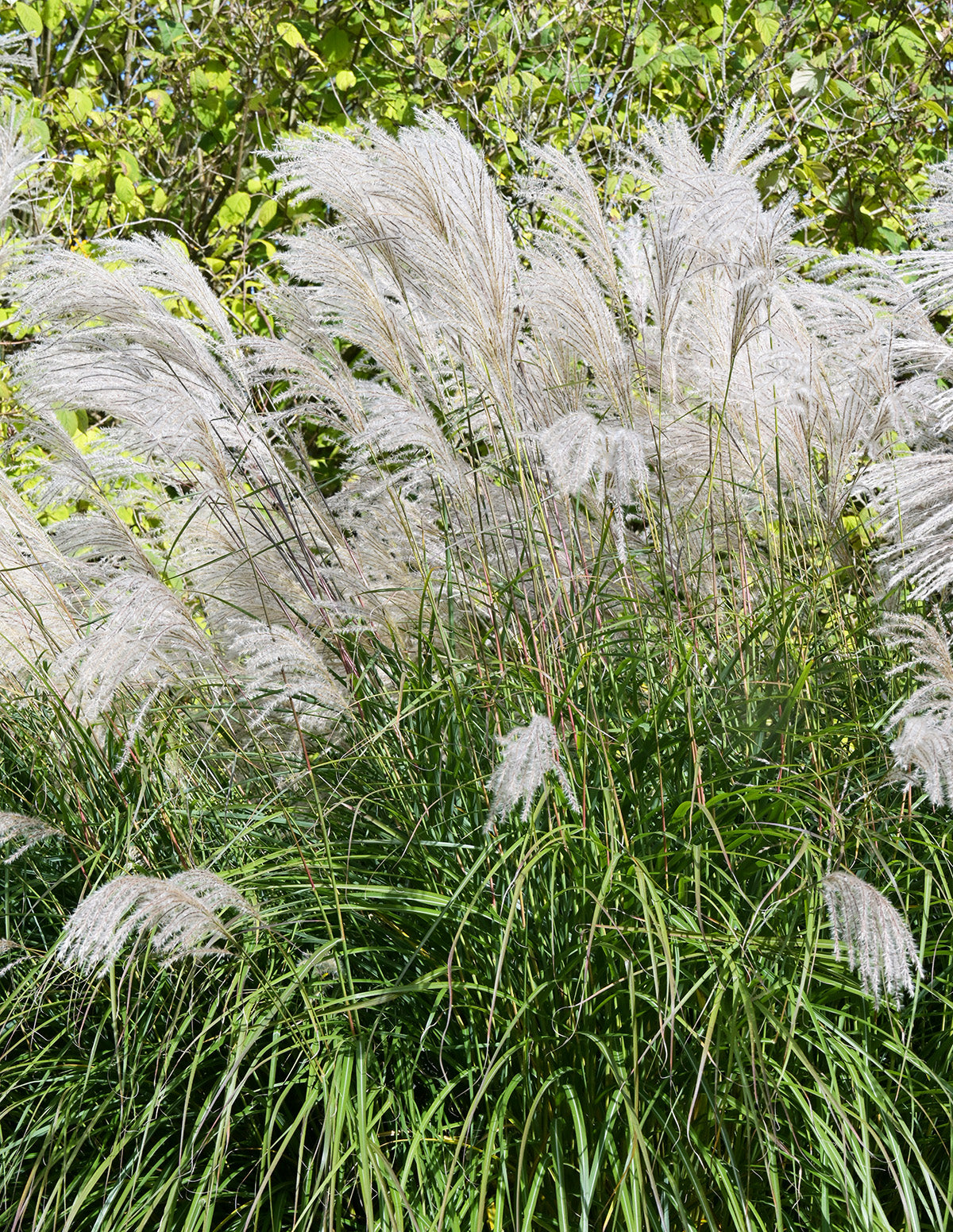 Graziella Maiden Grass - 3 bareroot plants