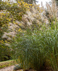 Silberfeder Silver Feather Grass - 3 bareroot plants