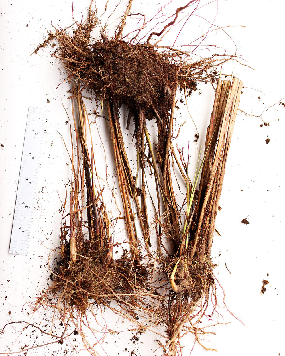 Graziella Maiden Grass - 3 bareroot plants