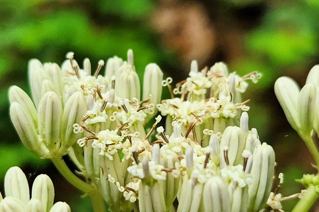 50 GREAT INDIAN PLANTAIN Cacalia Muhlenbergii White Flower Seeds