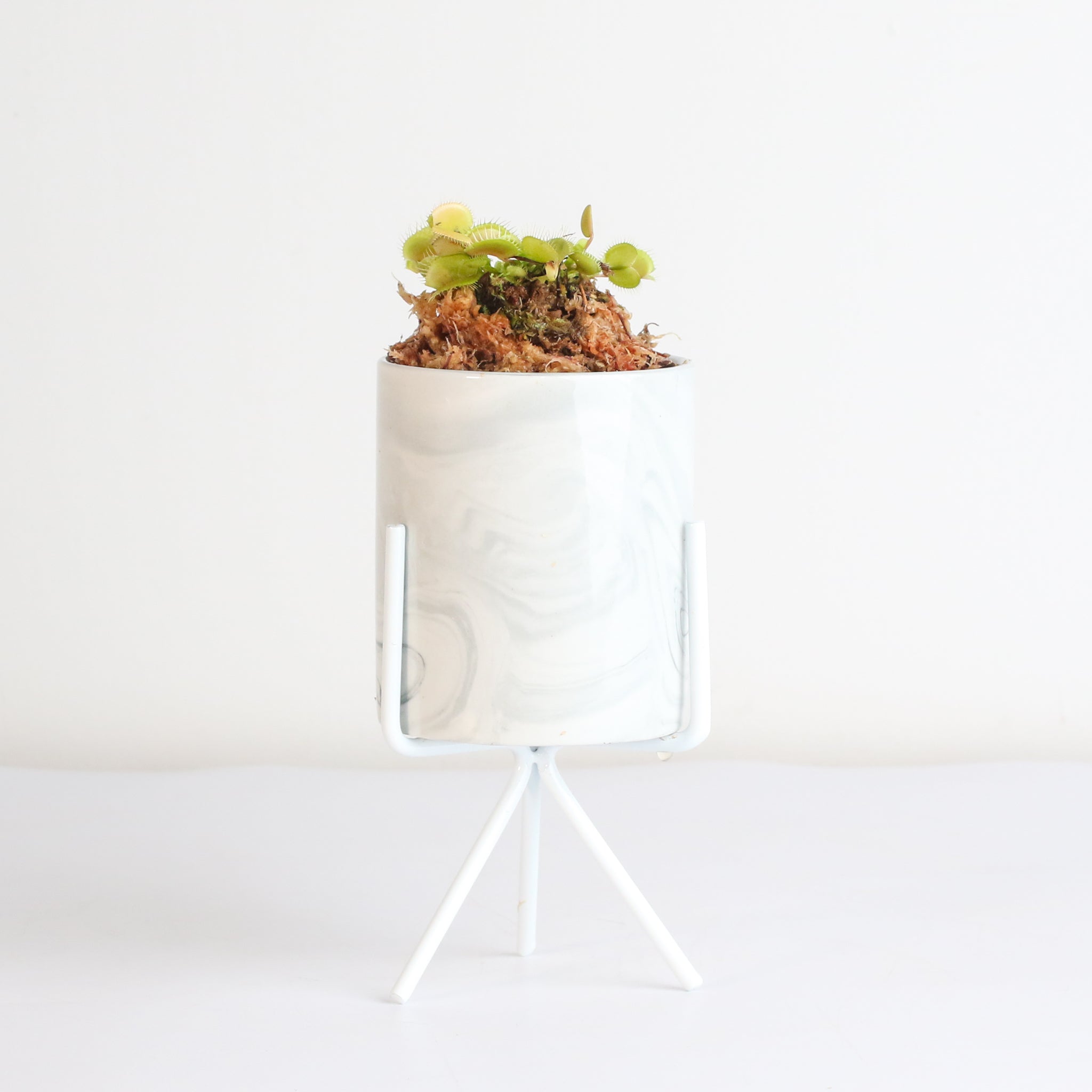 Green Venus Fly Trap Carnivorous Plant